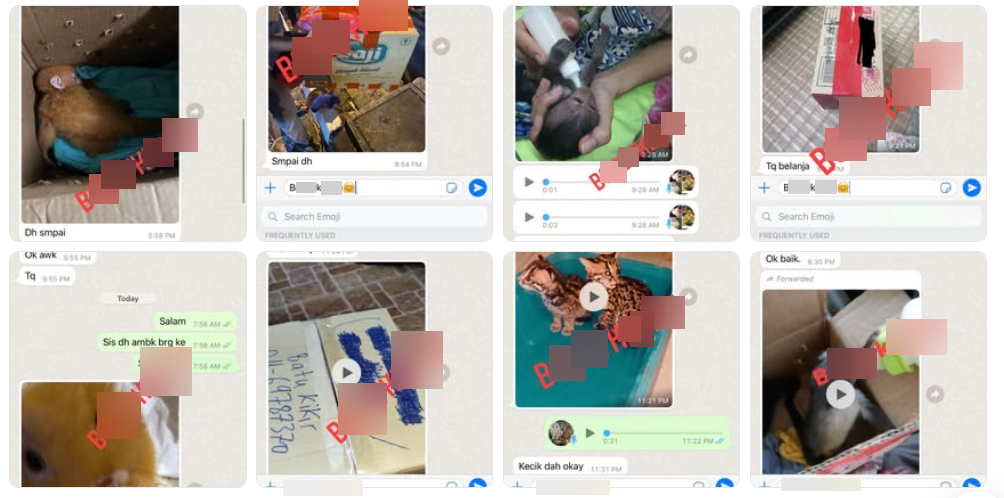 BK shares screenshots of his WhatsApp conversations with customers. He includes videos of them unboxing their animals for the first time.